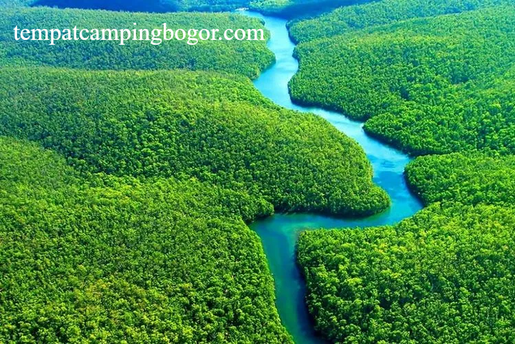 Hutan Hujan Amazon Brasil